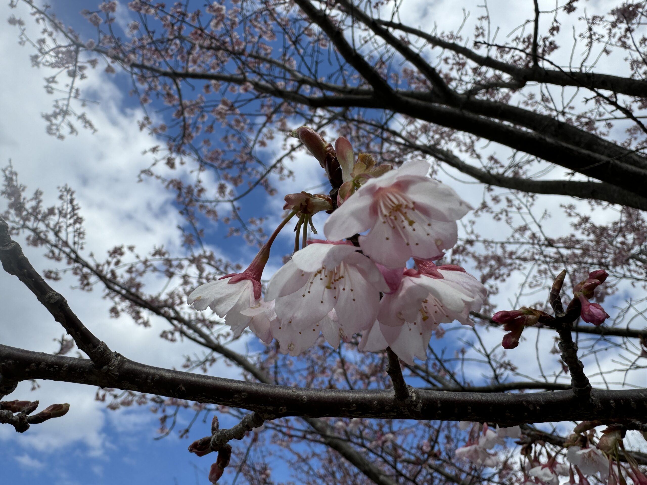 蜂須賀桜と梅まつり