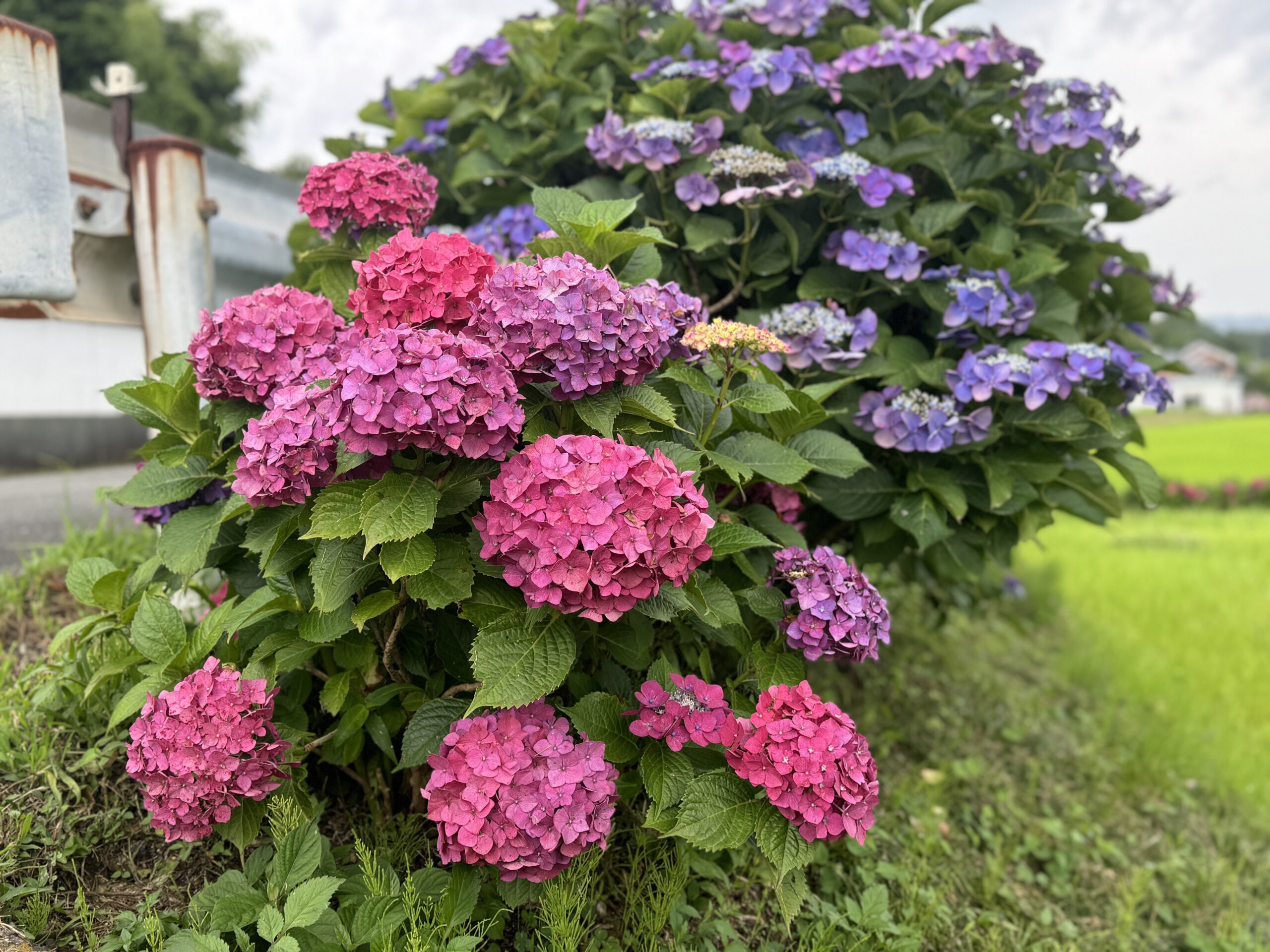 新野の紫陽花