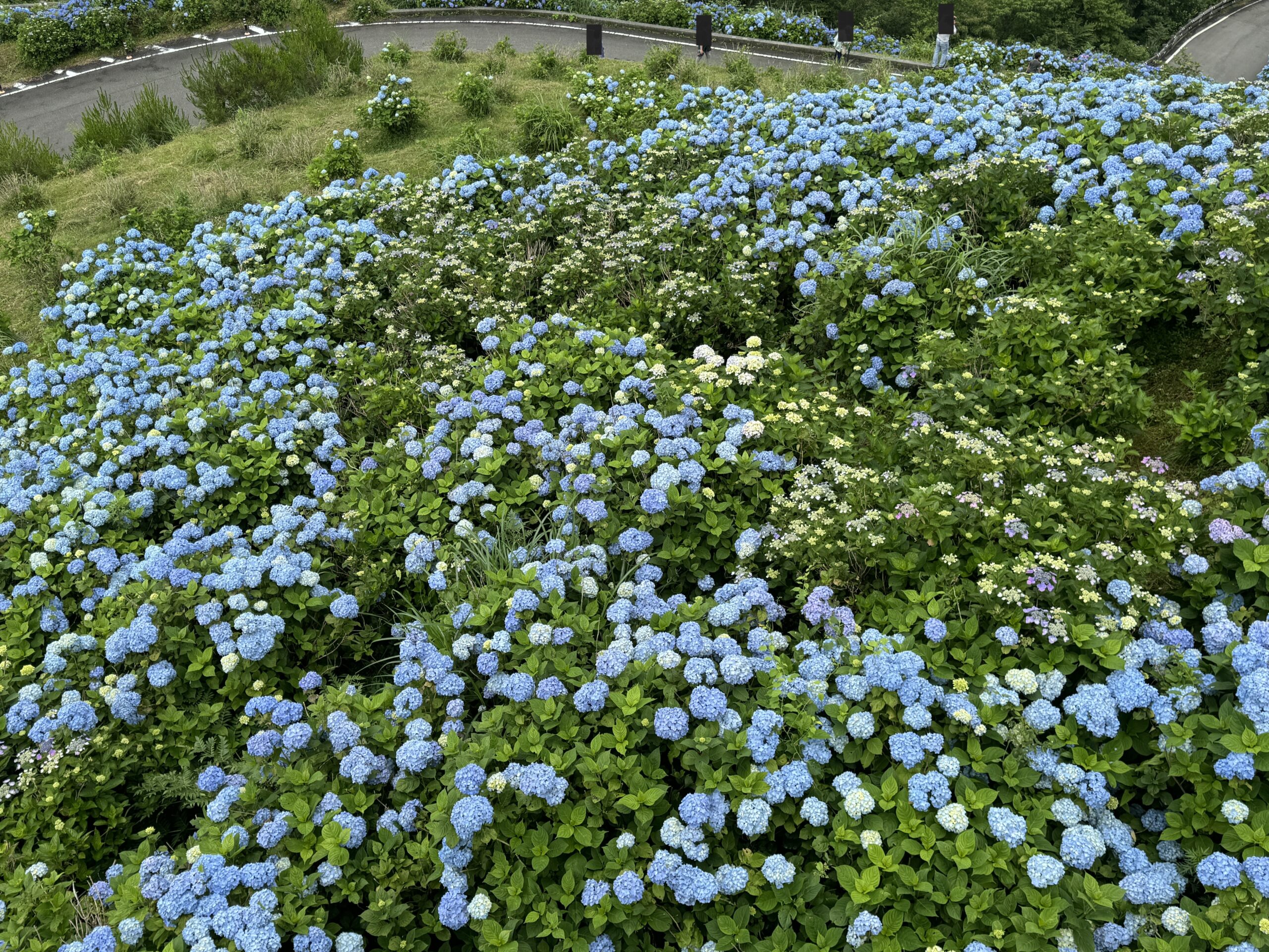 ジェラートと紫陽花