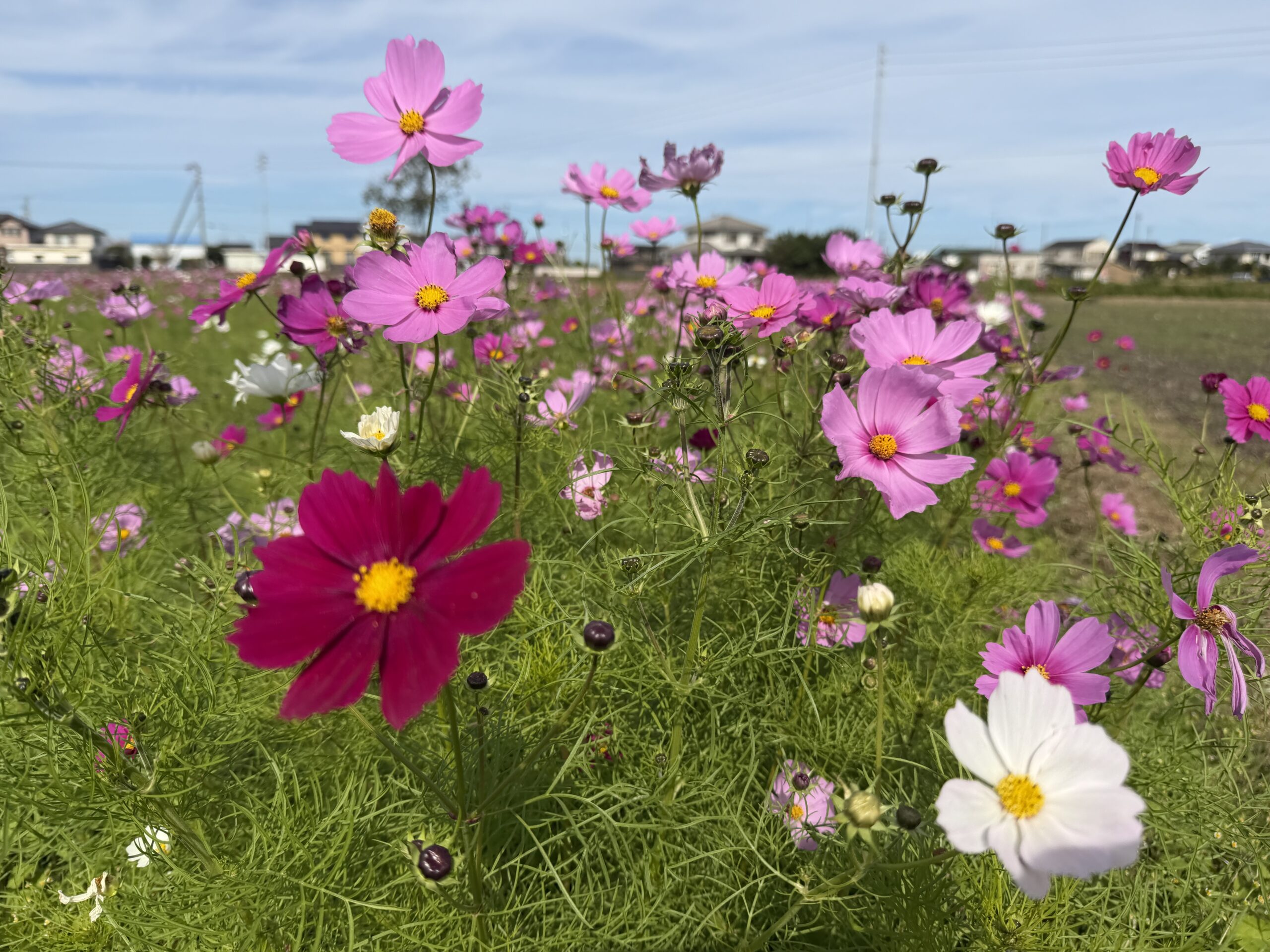 2025年11月休日予定