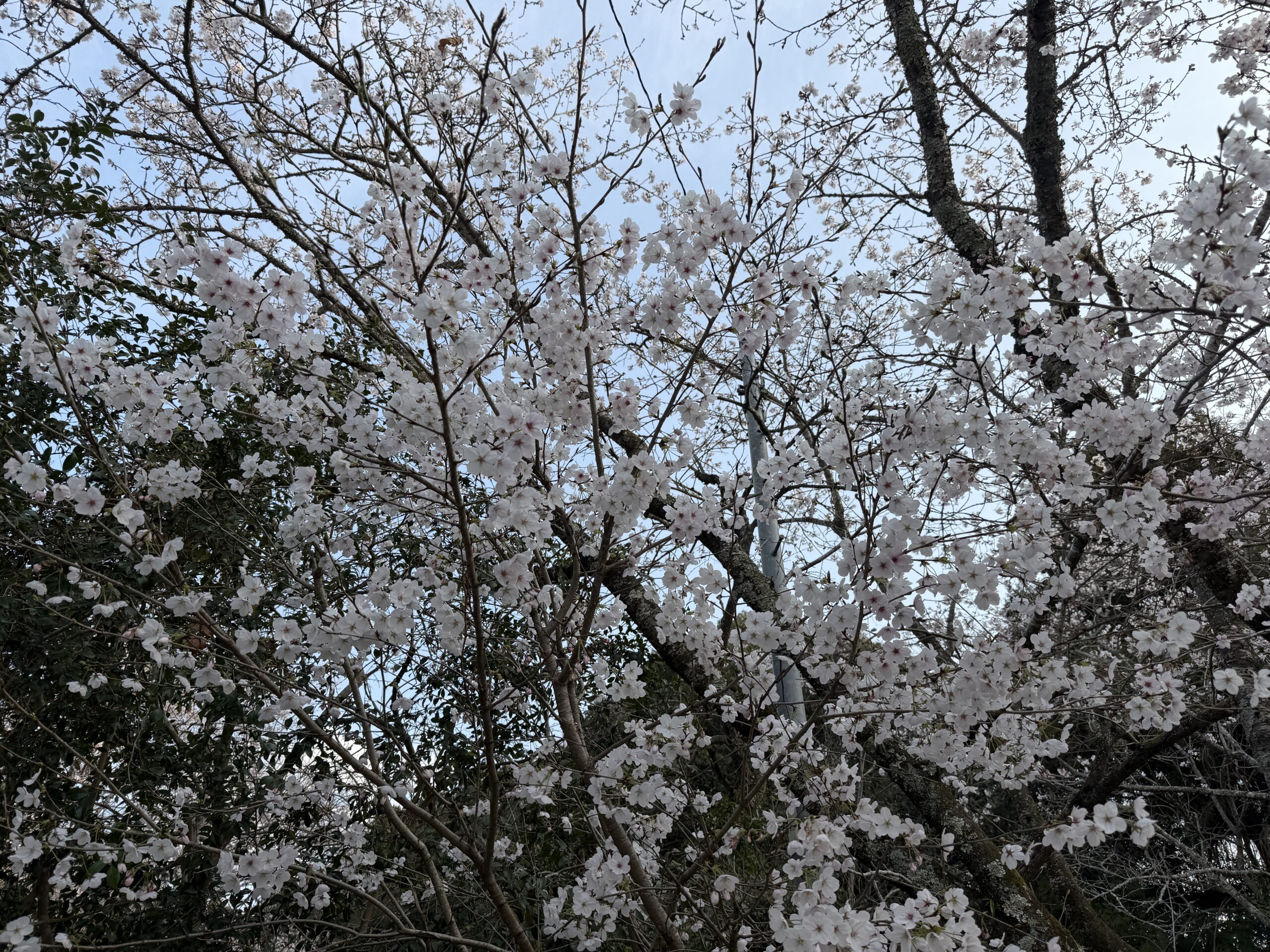 2026年4月休日予定